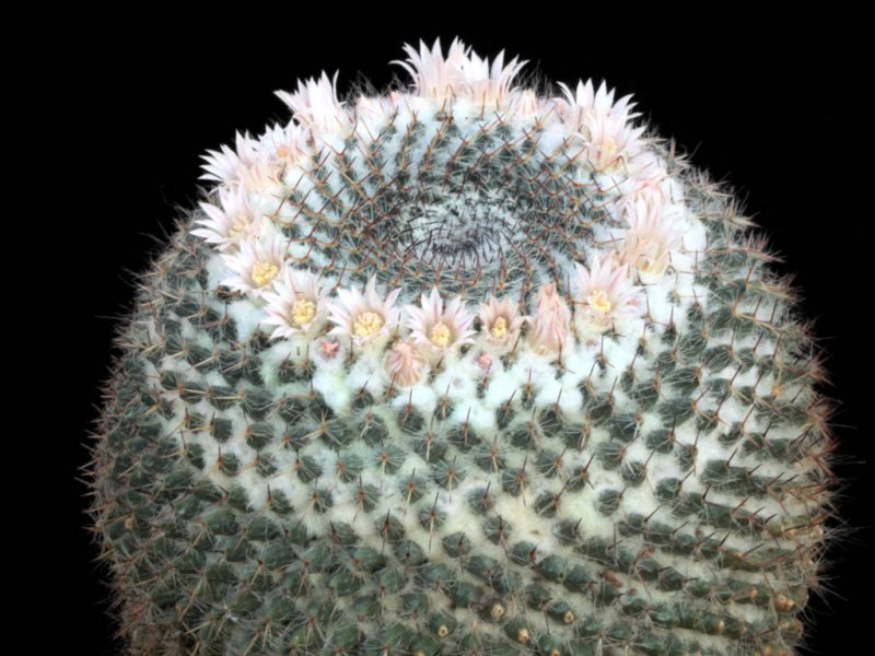 Mammillaria chionocephala 