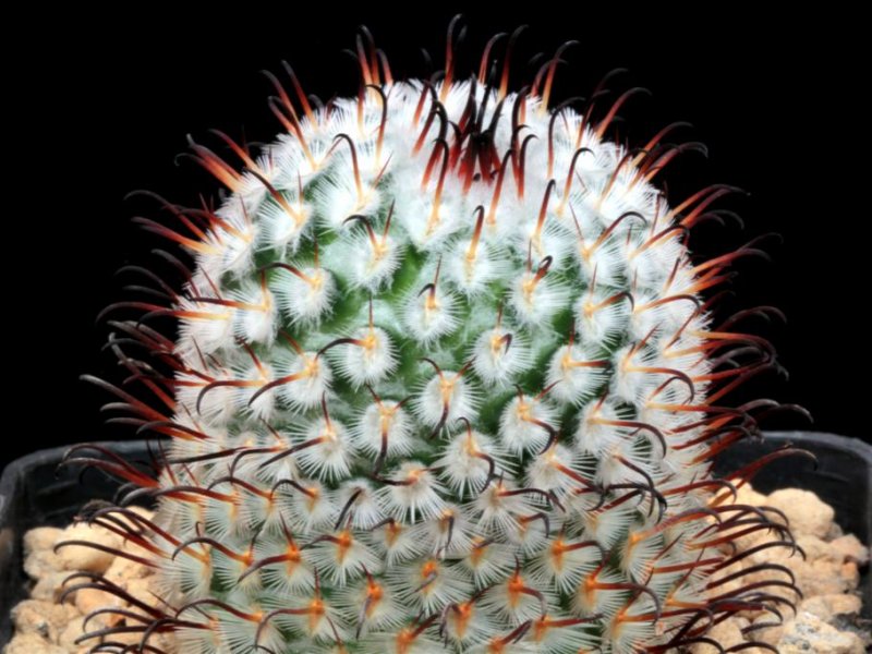 Mammillaria perezdelarosae 