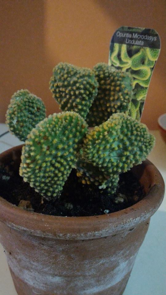  opuntia microdasys ondulata 
