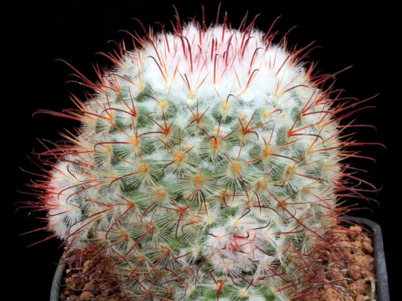 Mammillaria bombycina 