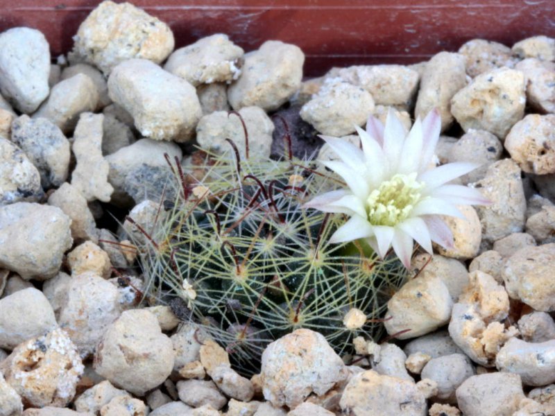 Mammillaria tezontle 