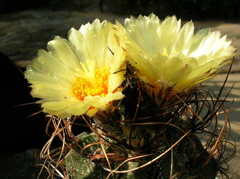 Astrophytum capricorne 