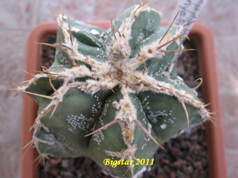 astrophytum ornatum cv. hannya fukuryu haku-jo