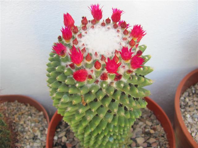 Mammillaria polythele cv. nuda 