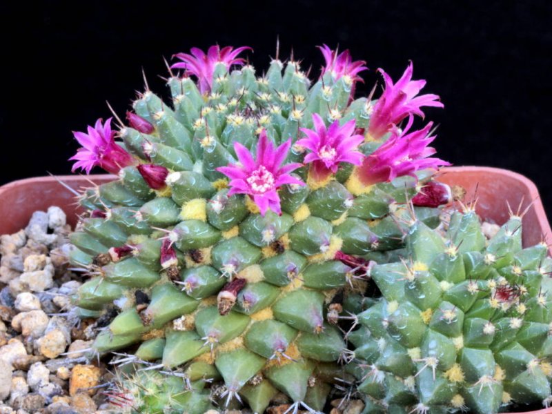 Mammillaria sartorii 