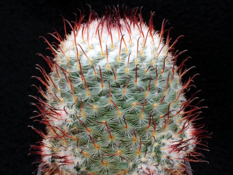 Mammillaria bombycina 