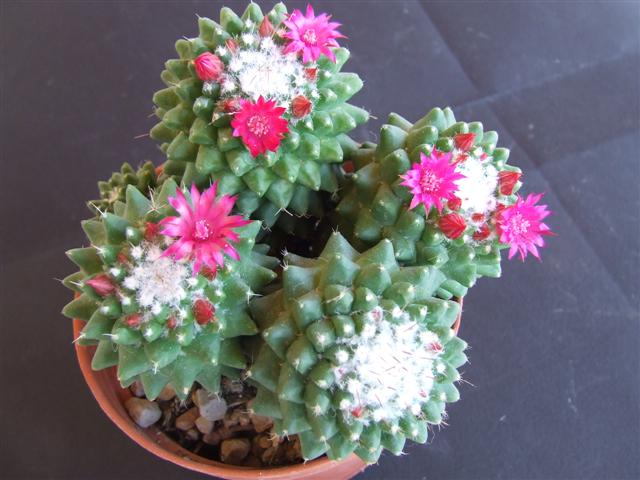 Mammillaria polythele cv. nuda 