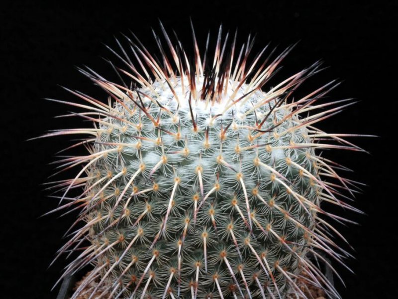 Mammillaria parkinsonii SB 315