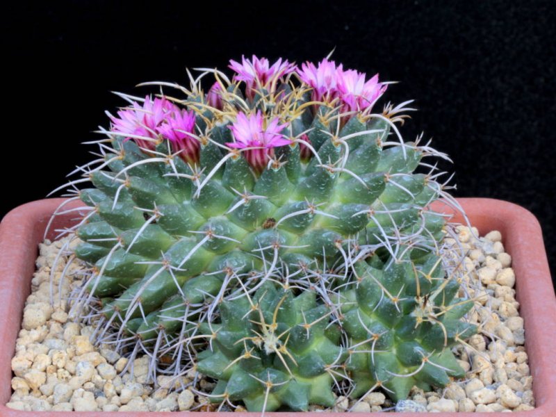 Mammillaria vagaspina v. rosea REPP 1114