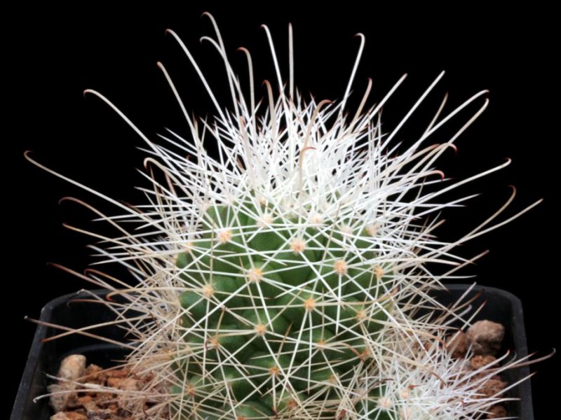 Mammillaria pondii ssp. setispina 