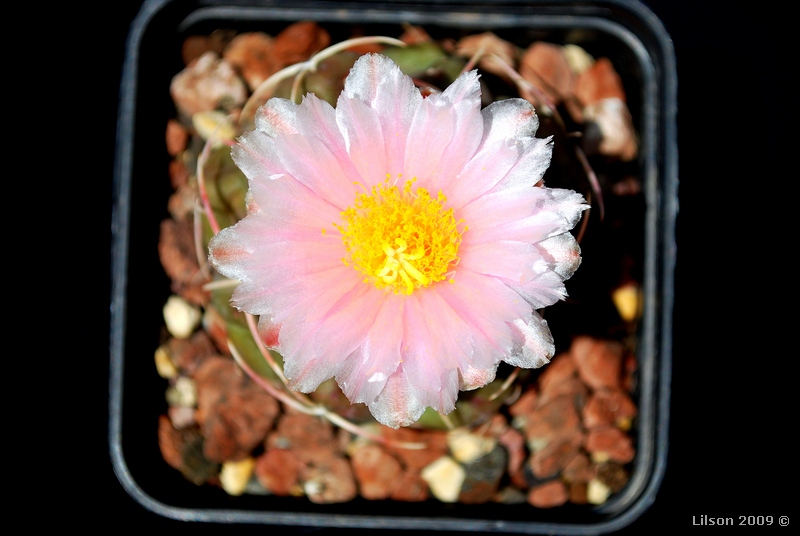 Thelocactus hexaedrophorus 