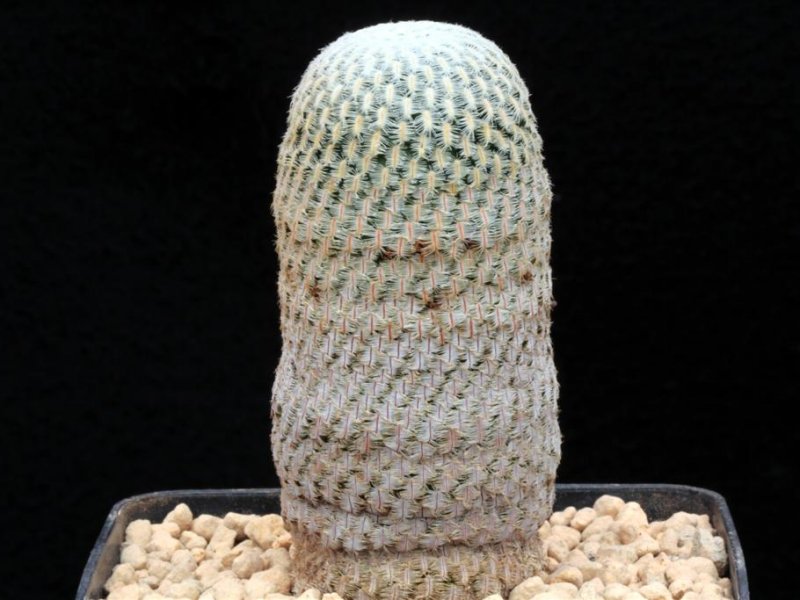 Mammillaria pectinifera 