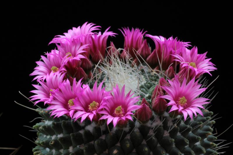 Mammillaria polythele cv. un pico 