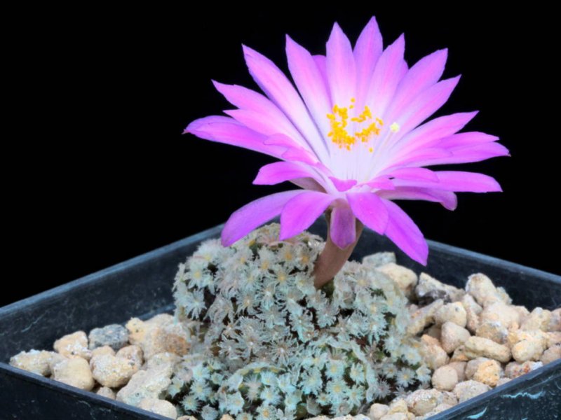 Mammillaria theresae 