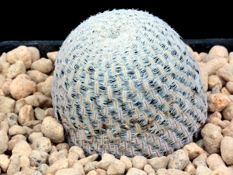 Mammillaria pectinifera 