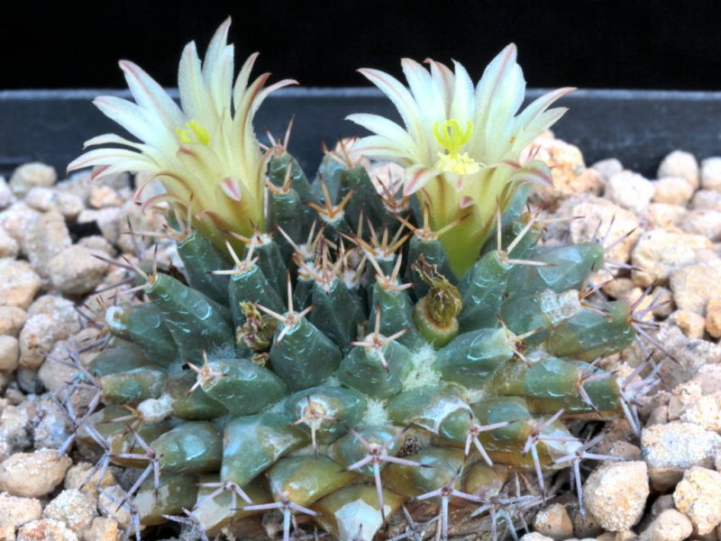 Mammillaria peninsularis SB 1604