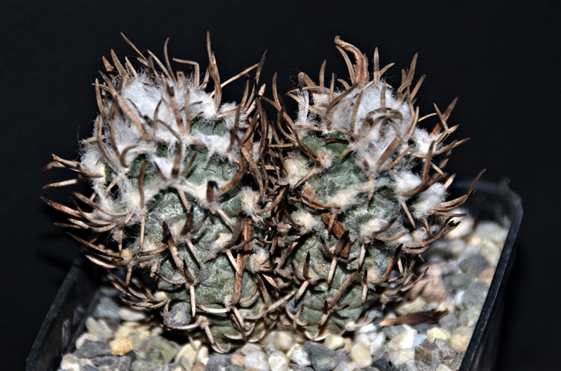 Turbinicarpus flaviflorus 