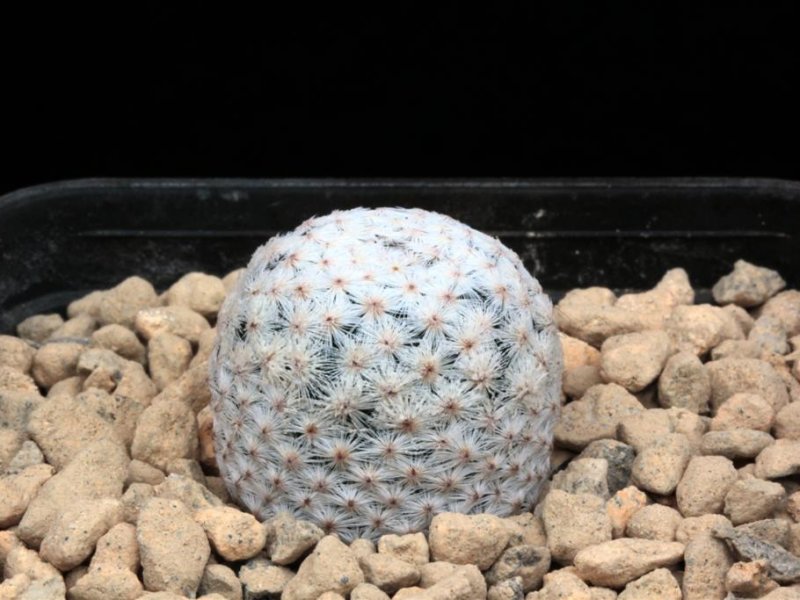 Mammillaria herrerae 