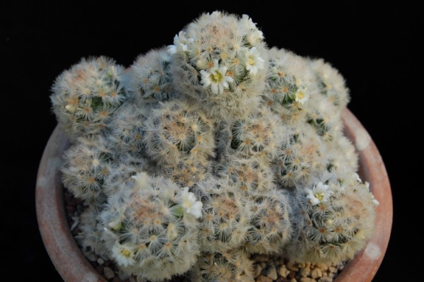 Mammillaria carmenae 