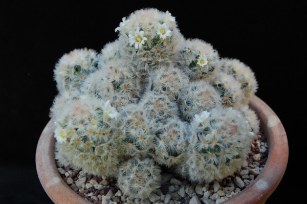 Mammillaria carmenae 