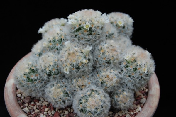 Mammillaria carmenae 