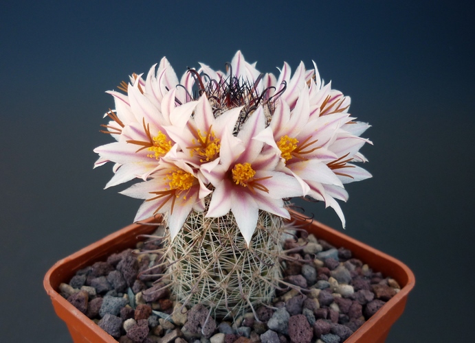 Mammillaria hutchisoniana SB 1250