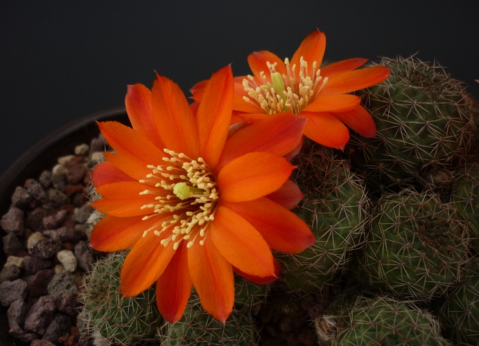 Rebutia tarvitaensis 