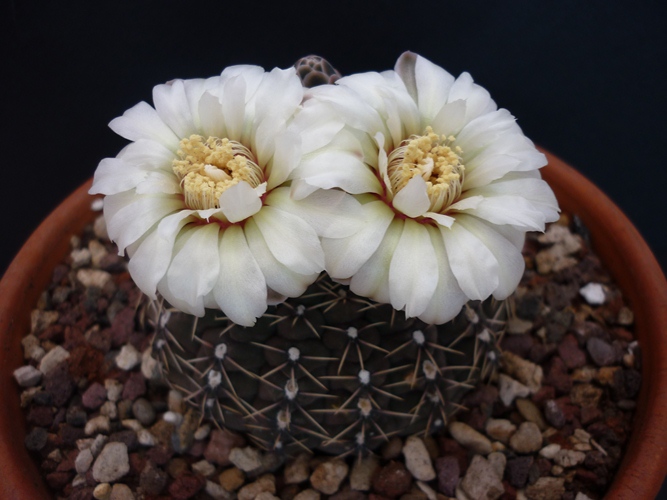 Gymnocalycium quehlianum 