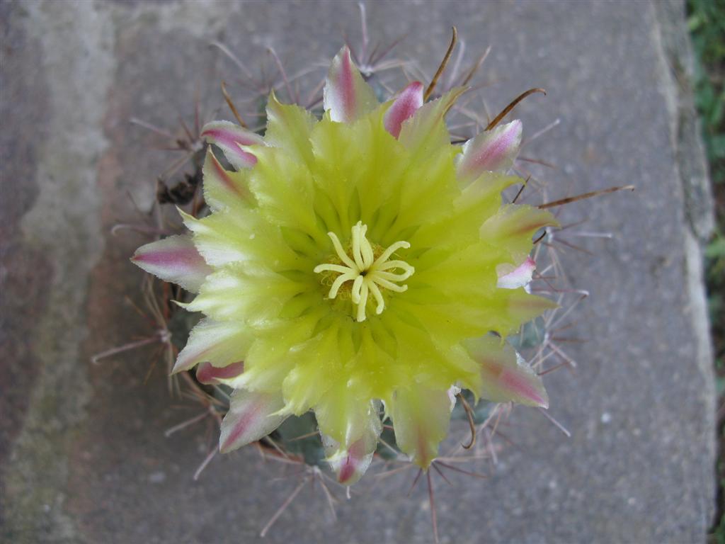 Ferocactus hamatacanthus 