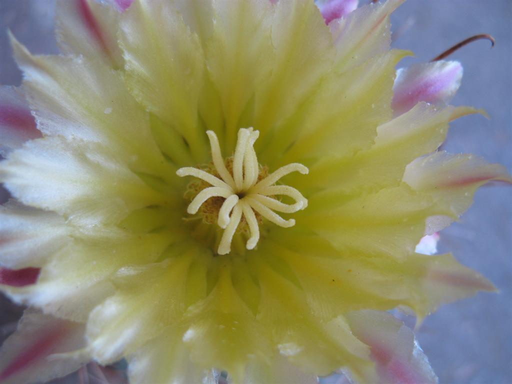 Ferocactus hamatacanthus 