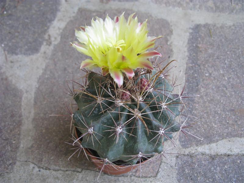 Ferocactus hamatacanthus 