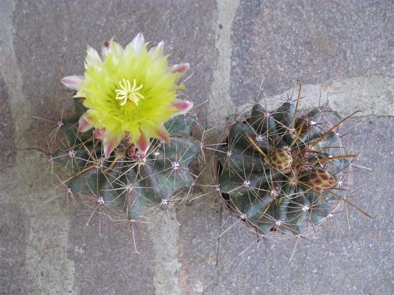 Ferocactus hamatacanthus 