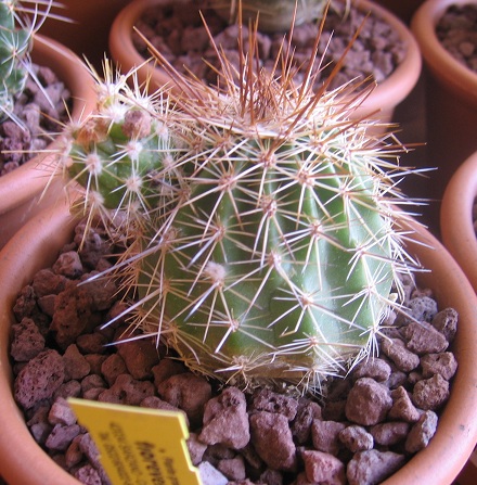 echinocereus tayopensis