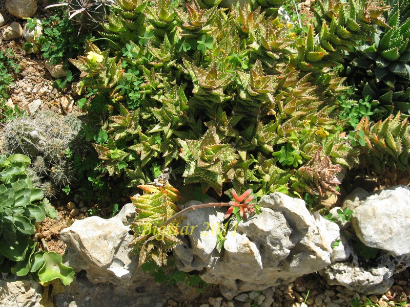 Aloe squarrosa 