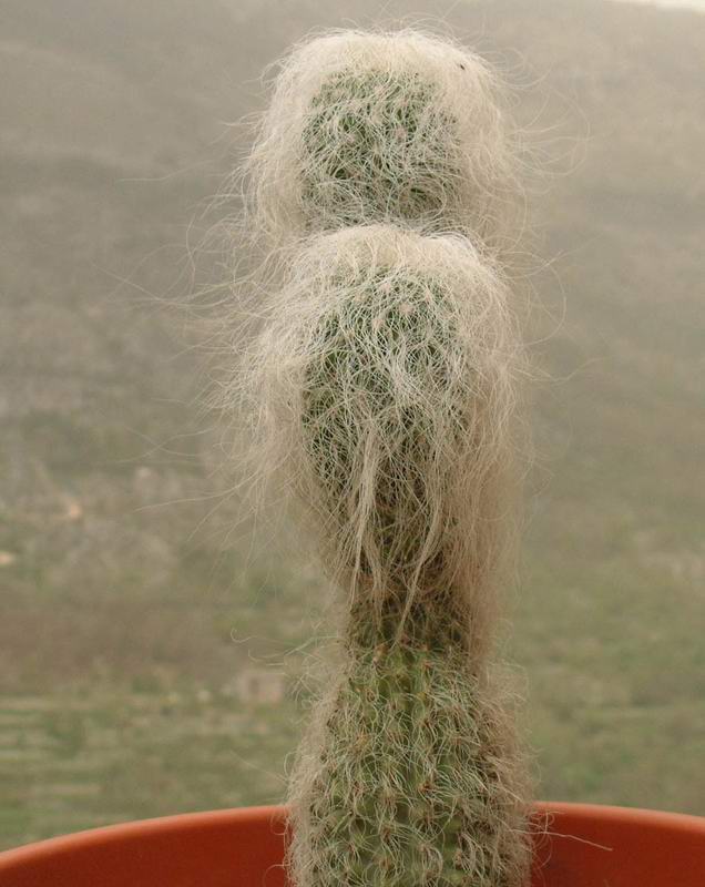 Cephalocereus senilis 