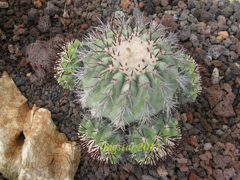 Copiapoa longistaminea 