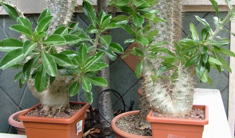 Pachypodium saundersii 