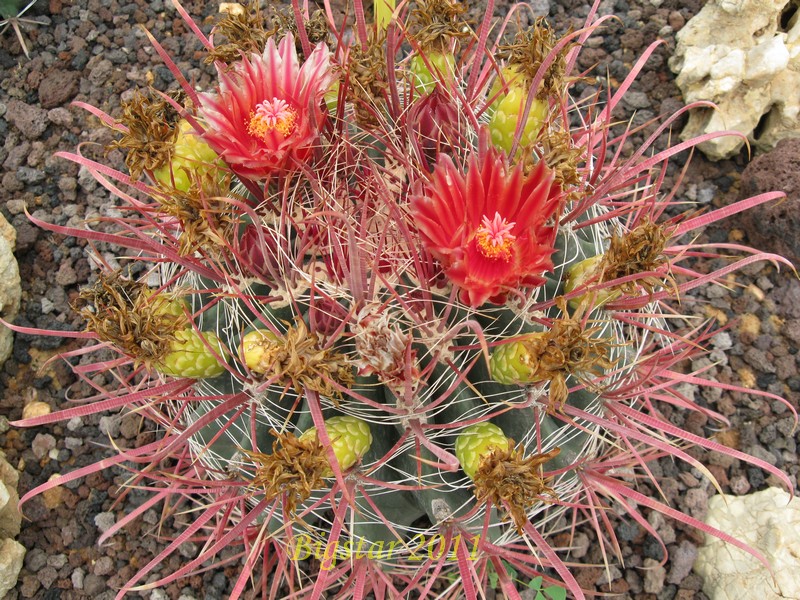 Ferocactus peninsulae v. gracilis 