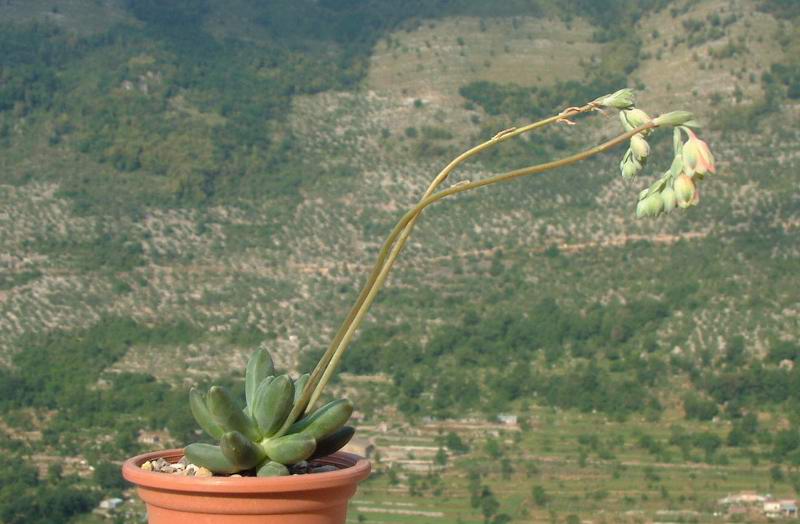 Pachyphytum compactum 