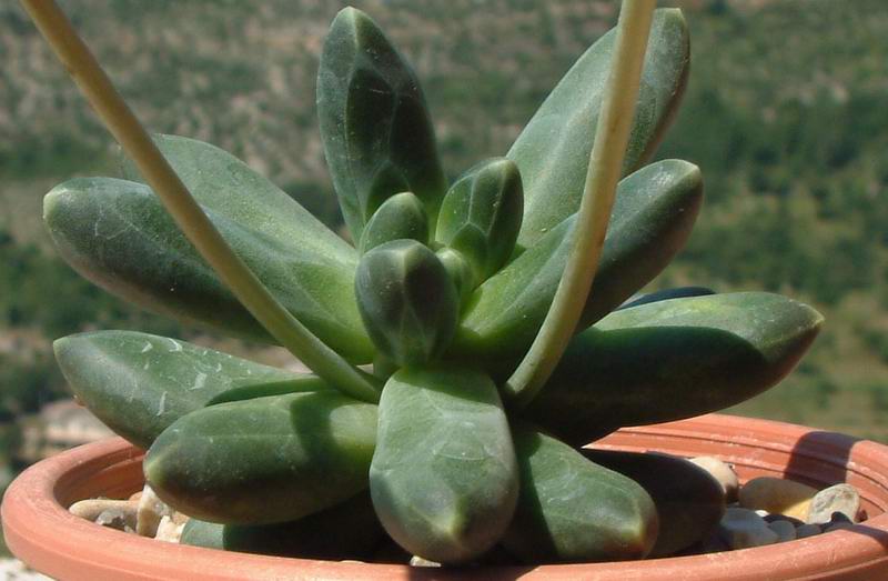Pachyphytum compactum 