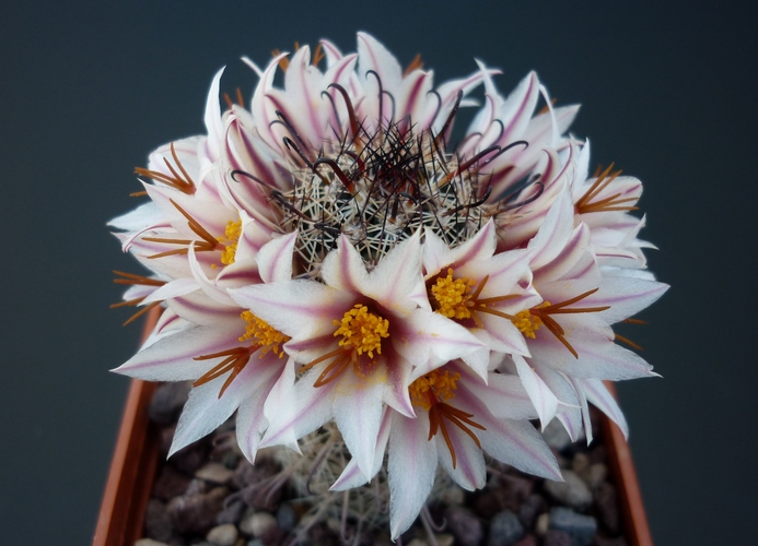 Mammillaria hutchisoniana SB 1205