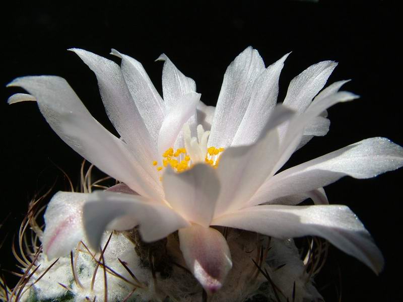 Turbinicarpus lophophoroides FPAN 329