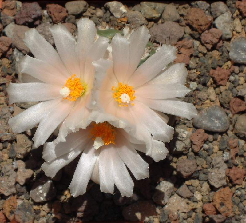 Turbinicarpus lophophoroides FPAN 329