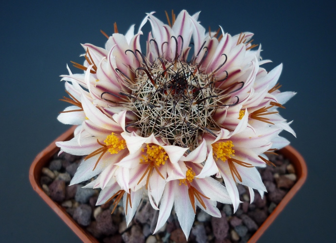 Mammillaria hutchisoniana SB 1205