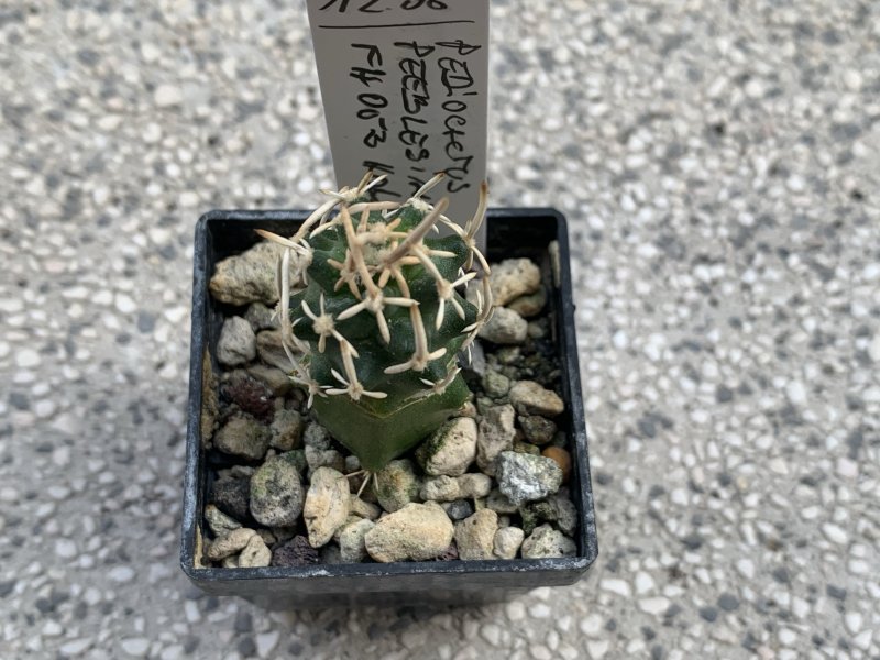 Pediocactus peeblesianus 