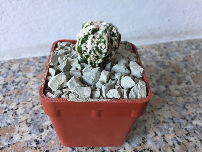 Astrophytum myriostigma cv. hanakago 