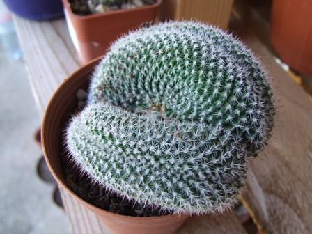 Mammillaria spinosissima forma crestata 