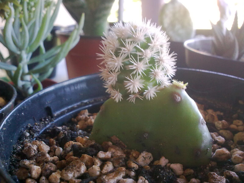  Mammillaria Gracilis cv. Arizona Snowcap su Opuntia Compressa 
