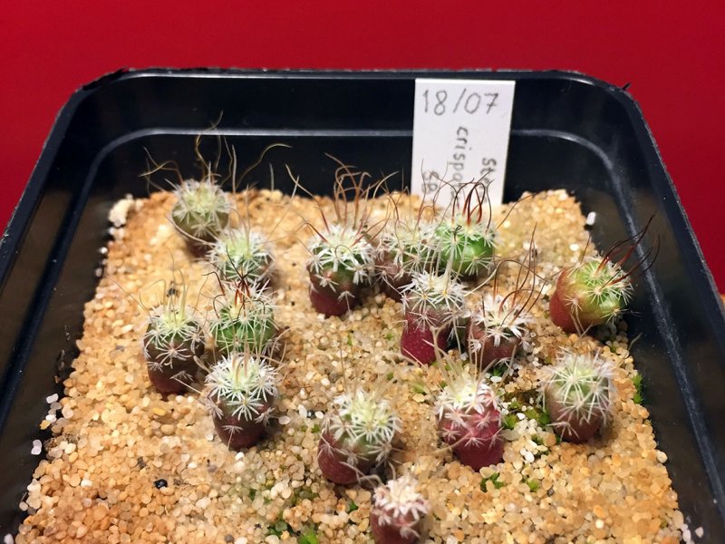 Stenocactus crispatus f. lamellosus SB111