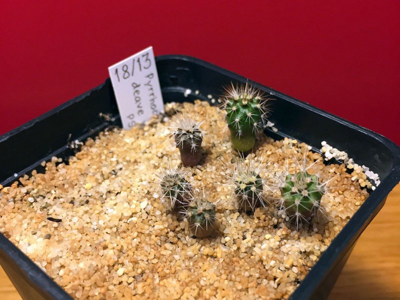 Pyrrhocactus umadeave v.marayesensis PSCA532